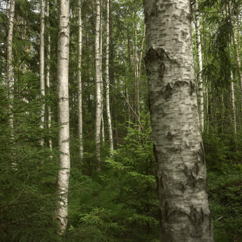 アルテックはなぜ森を買ったのか｜スツール 60と歩む『100年先』への約束